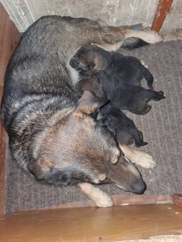 Ponúkam krásne krizence - 2