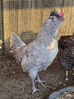 Araucana levander kohut - 2