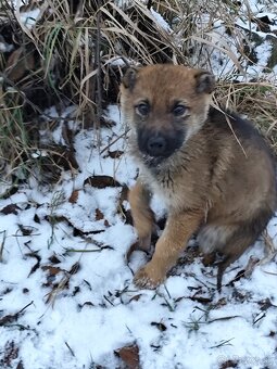 Československý vlčiak - 2