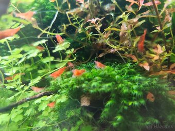 Akvárium 30l - Invital - 2