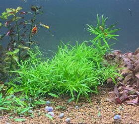 Heteranthera zosterifolia - 2