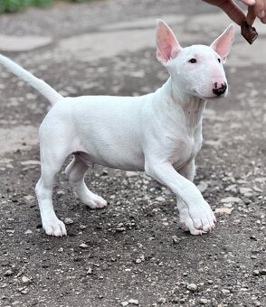 Miniatúrny Bulterier / bullterrier - 2