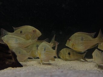 Geophagus abalios - 2
