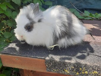 Teddy zakrslý - 2