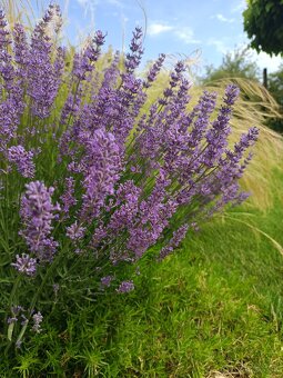 Levanduľa lekárska "medonosná" - 2