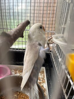 Agapornis fisher - 2