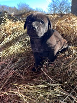 Darujem steniatka - 2