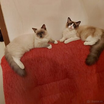 Ponukam ragdoll kocurov na krytie - 2