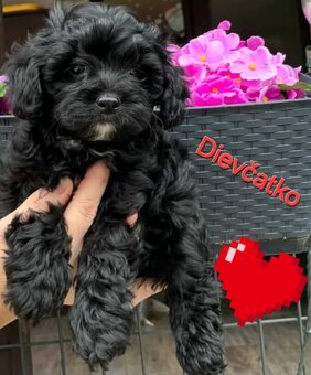 Maltipoo pudel pudlik - 2