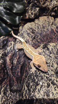 pagekón riasnatý - 2