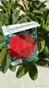 Rododendron Red Jack - 2