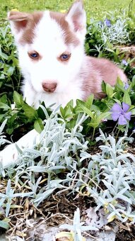 Sibirsky husky hasky - 2