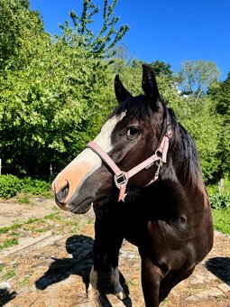 Roční American Quarter Horse black klisna, vnučka Gunnera - 2