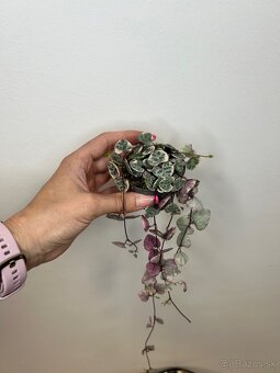 Ceropegia Woodii - 2