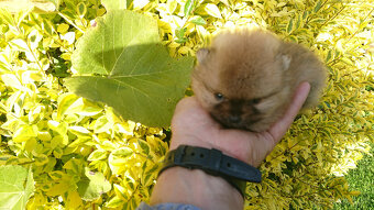Špic maly- pomeranian - 2