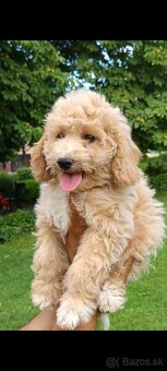 Maltipoo - 2