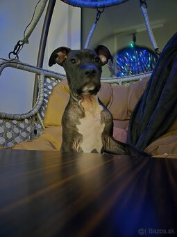 Nemecký staford - 2