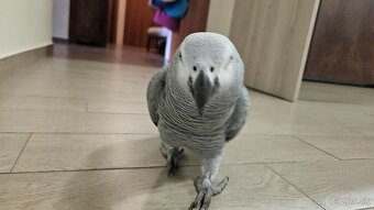 Predam papagaja Zako aj s PP - 2