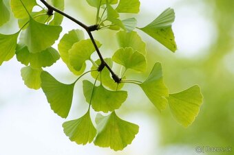 GINGKO BILOBA 5 SEMIEN - ČERSTVÝ ZBER - 2