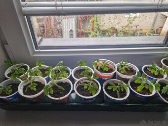 Planty Priesady - 2