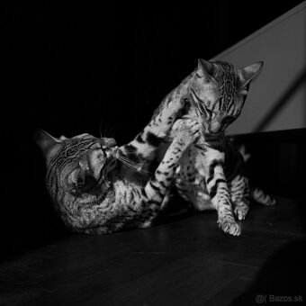 Super kompaktný a sveteľný objektív Sony 24mm f2.8 - 2