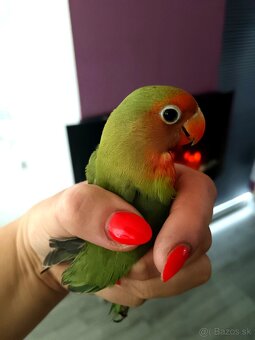 Agapornis - 2