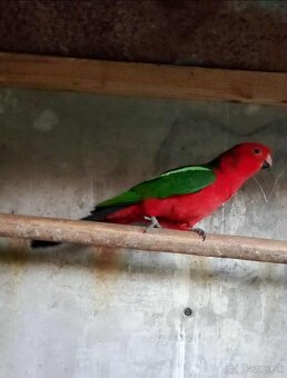 Papagáj kráľovsky - 2