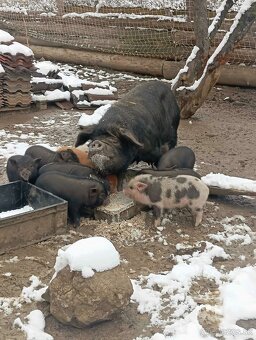 Čínske klapouché - 2