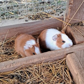 Morské prasiatko - 2