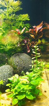 Low Tech akvárium s krevetkami - 2