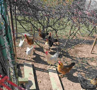 Predám sliepky mladky. - 2