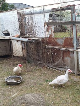 Kacice na predaj - 2