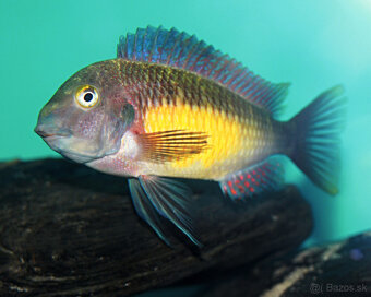 Tropheus red rainbow F1 - 2