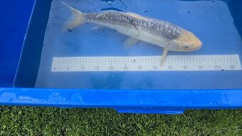 Koi kapre - 2