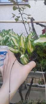Hosta dvojfarebná - 2,5eur - 2