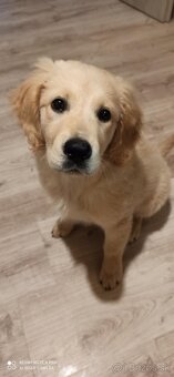 Zlatý Retriever - 2