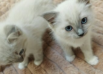 Mačiatka Ragdoll - 2
