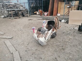 Predám grolwickych moriakov. - 2