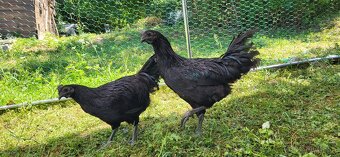 Ayam cemani - 2