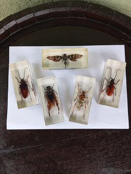 Super Vau zbierka Hmyzu - 2