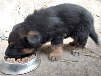 Šteniatko nemeckého ovčiaka - 2