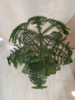 Predám izbovú rastlinu. - 2