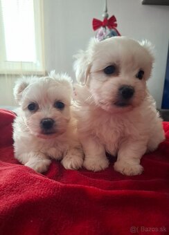 Maltézsky psík, maltezák - 2