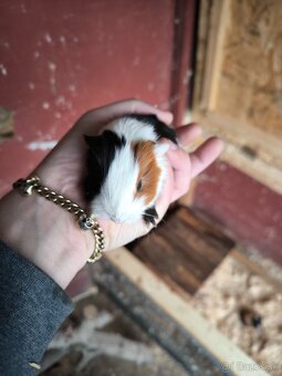 Morské prasiatka - 2