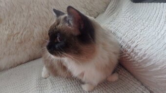 ragdoll,radgoll na predaj len dospelé mačky - 2