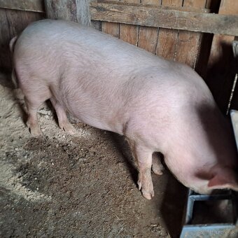 Predám jatočné ošípané. - 2