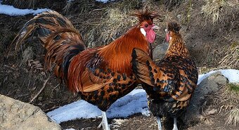Marans pšenična, Appenzelsky chocholaci, Hamburcanky - 2