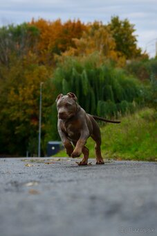American Bully XL (Pitbull XXL) - 2