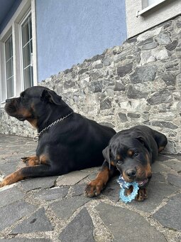 Šteniatko Rottweilera s PP na predaj 🐾 - 2