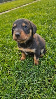 Darujem šteniatka - 2